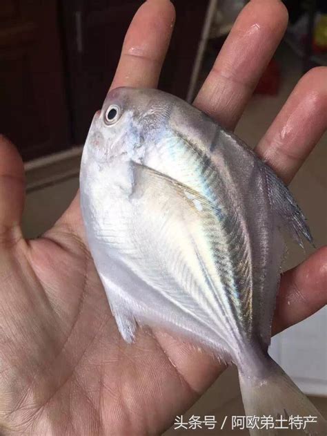 眼睛開開的魚